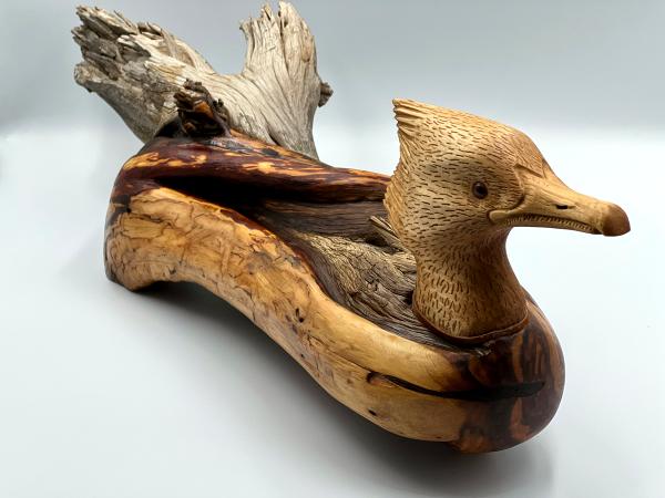 Female Merganser Driftwood